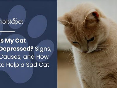 Is My Cat Depressed? Signs, Causes, and How to Help a Sad Cat