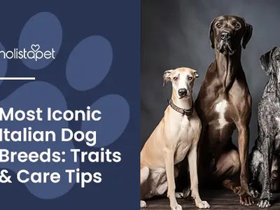 12 Italian Dog Breeds: Italy's Most Beloved Canines