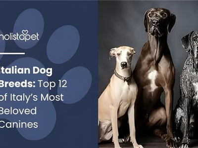 Italian Dog Breeds: Top 12 of Italy’s Most Beloved Canines