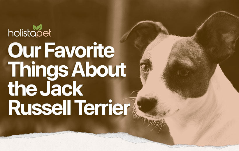 Jack Russell Terrier: The Spirited Breed That Loves To Play Games!