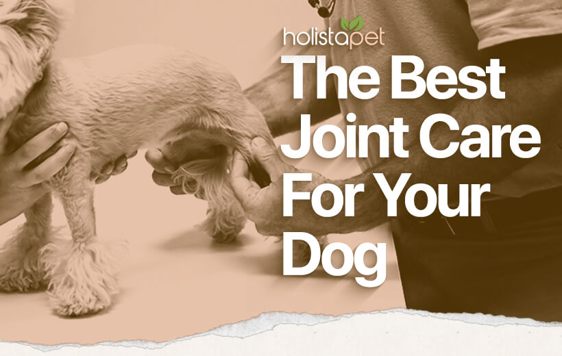 Joint Care for Dogs [How To Identify Issues & Ways To Help]
