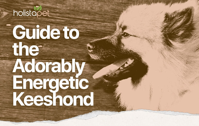 Keeshond: Breed Guide to the Delightful Bundle of Energy