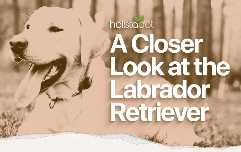 Labrador Retriever: Complete Breed Guide and History