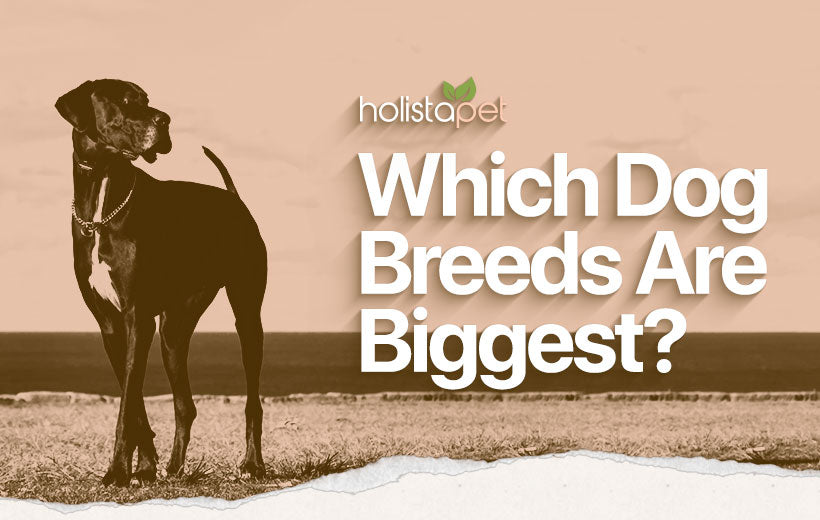 Large Dog Breeds [You'll Never Guess Which One's Biggest!]