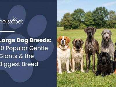 Large Dog Breeds: 10 Popular Gentle Giants & the Biggest Breed