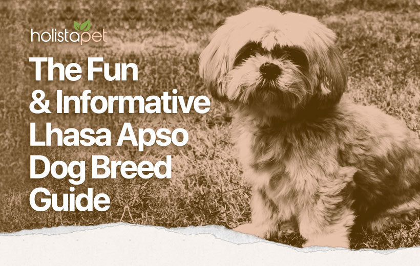 Lhasa Apso: Dog Breed Temperament, Personality, & FAQ Guide