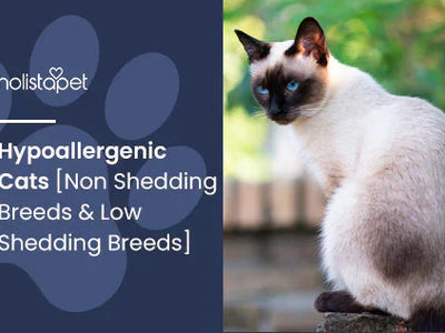 Hypoallergenic Cats [Non Shedding Breeds & Low Shedding Breeds]