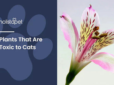Plants That Are Toxic to Cats [Complete List of Plants To Avoid!]