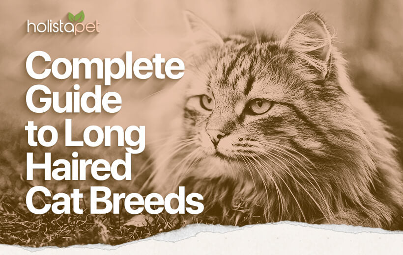 Long Haired Cat Breeds [All About These Extra Furry Felines]