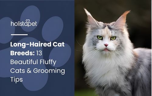A long haired cat breed, specifically a Maine Coon cat with striking green eyes and a fluffy white and grey coat, looks directly at the camera with its tongue slightly out.
