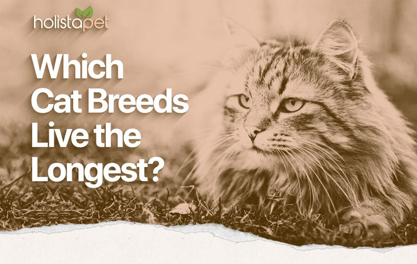 Longest Living Cat Breeds: A Guide to Felines with Nine Lives