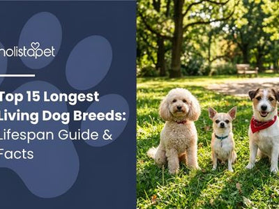 Top 15 Longest Living Dog Breeds: Lifespan Guide & Facts