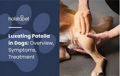 Hands gently massaging a dog's hind leg to help soothe discomfort caused by luxating patella in dogs.