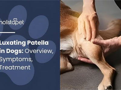 Luxating Patella in Dogs: Overview, Symptoms, Treatment