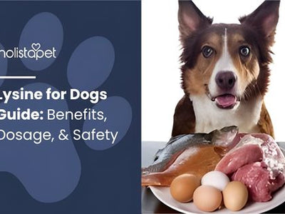 Lysine for Dogs Guide: Benefits, Dosage, & Safety