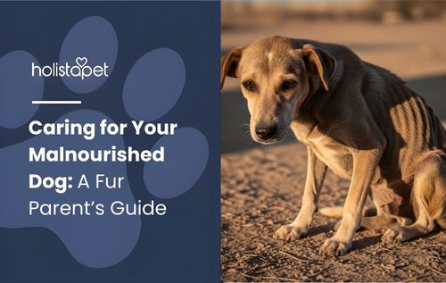 A light brown and white malnourished dog sits on a gravelly path, looking down with its ears perked, its thin frame and subdued posture reflecting signs of hunger and neglect.
