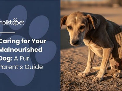 Caring for Your Malnourished Dog: A Fur Parent’s Guide