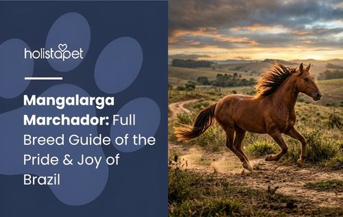 A Mangalarga Marchador horse gallops across a dusty plain at sunset.