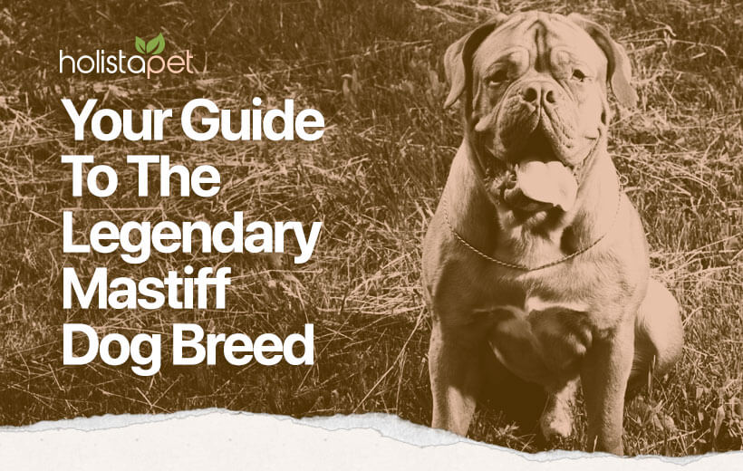 Mastiff Dog Breeds: A Breed That's Large And In Charge