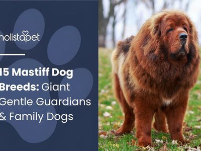 15 Mastiff Dog Breeds: Giant Gentle Guardians & Family Dogs