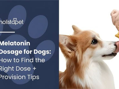 Melatonin Dosage for Dogs: How to Find the Right Dose + Provision Tips