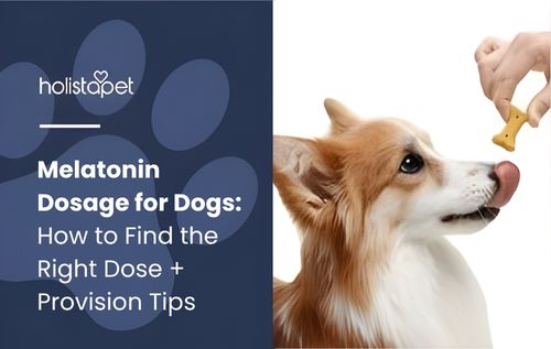 melatonin dosage for dogs (featured blog image by Holistapet) shows a dog getting a melatonin treat