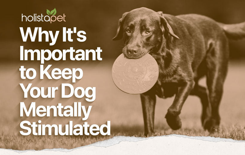 Mental Stimulation For Dogs: Why It's Important & Best Activities