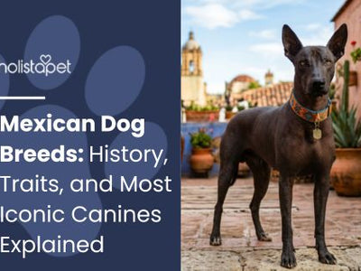 Mexican Dog Breeds: History, Traits, and Most Iconic Canines Explained