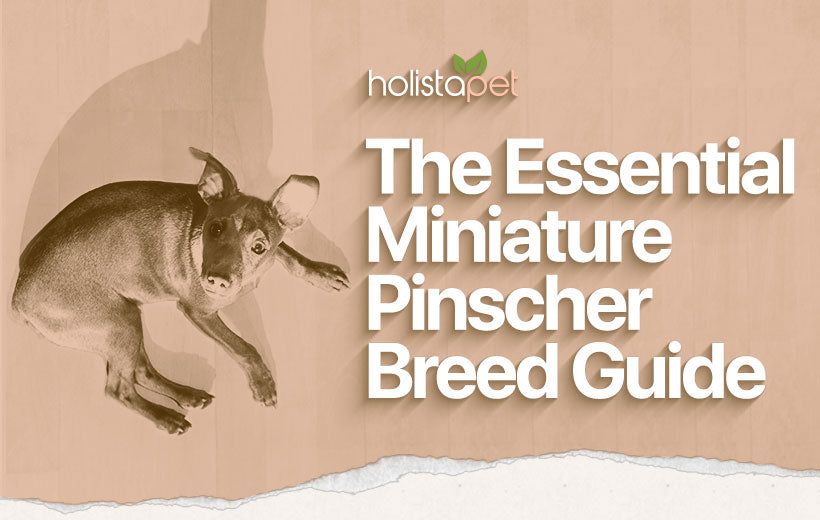 Miniature Pinscher Dog Breed Temperament & Personality [Full Guide]