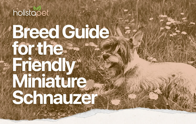 Miniature Schnauzer [Everything We Love About Them]