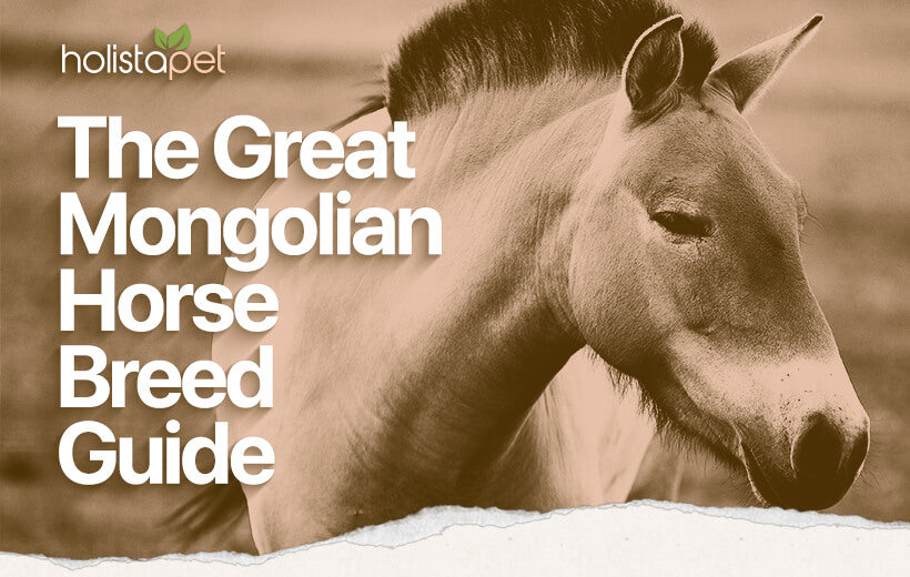 Mongolian Horse: The Complete Equine Breed Guide