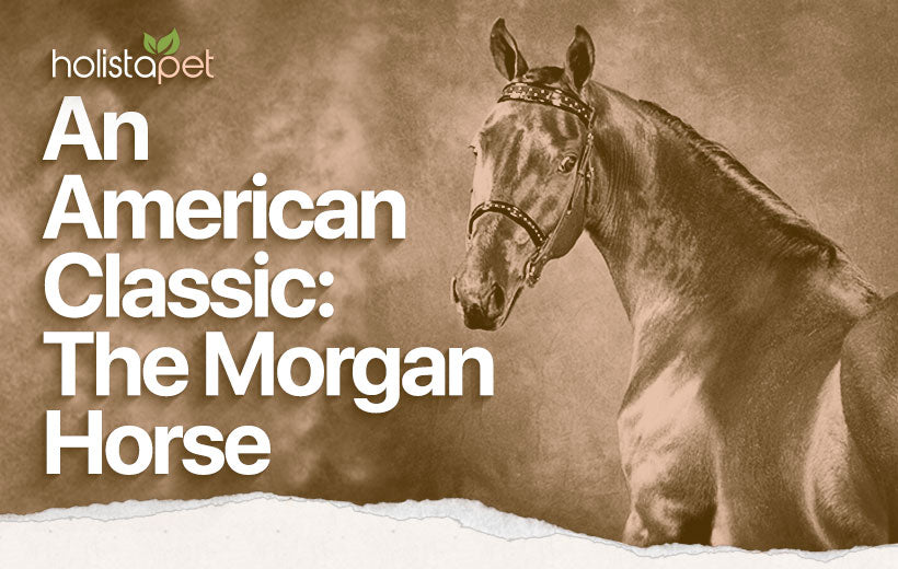 Morgan Horse: The Ultimate Guide to an Iconic Breed