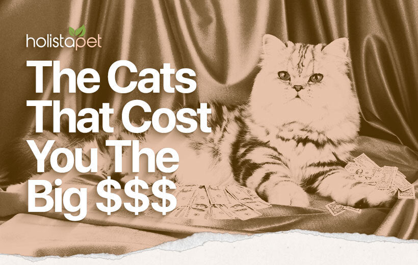 Most Expensive Cat Breeds in the World: Top 8 Costly Cats?