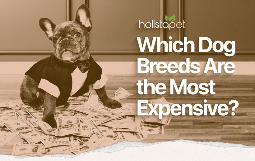 Most Expensive Dog Breeds: The Top 10 Priciest Pups
