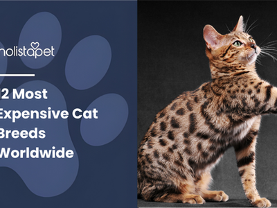 12 Most Expensive Cat Breeds Worldwide