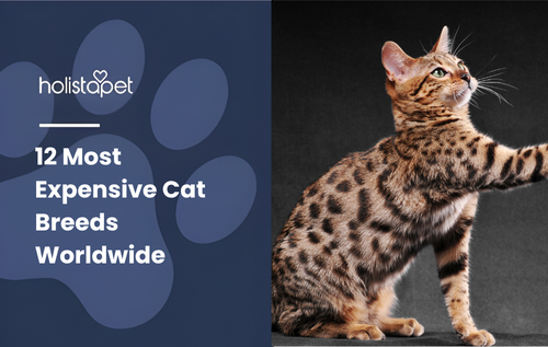 A spotted Bengal cat, among the most expensive cat breeds, sits while looking up to the right with its front paw stretched forward.