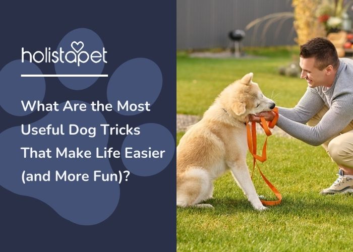 A dog and a human doing some training outside.