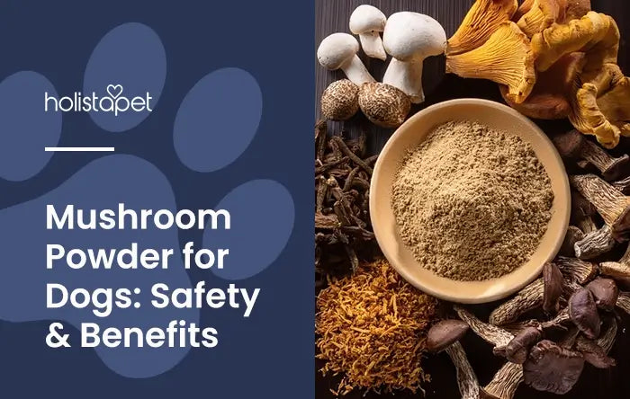 Mushroom Powder for Dogs featured blog image by Holistapet. Shows a small bowl of mushroom powder surrounded by different dog-safe-mushrooms.