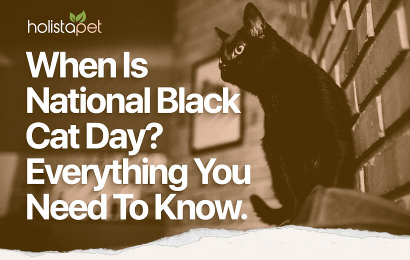 National Black Cat Day [When It Is & How To Celebrate]