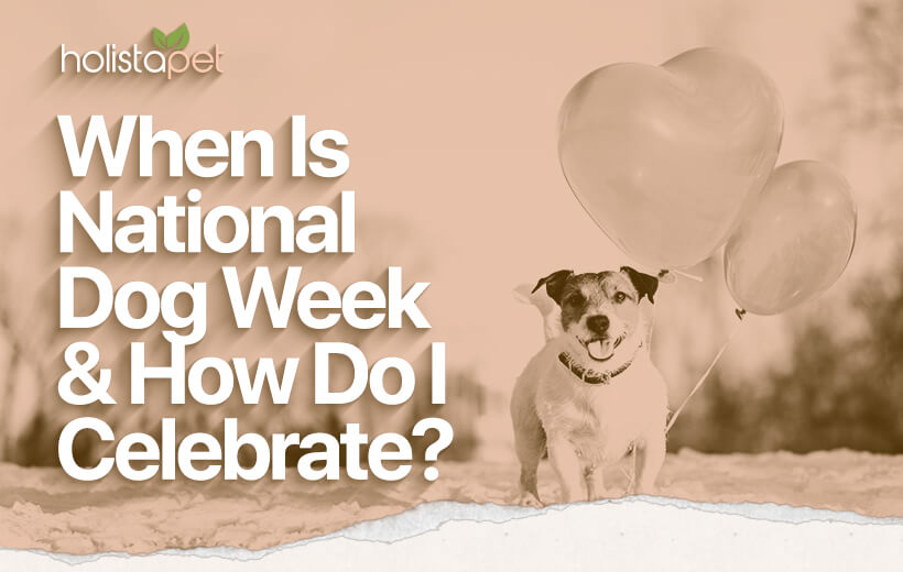 National Dog Week: Find Out How to Celebrate Your Furry Friend