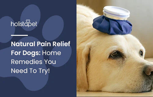 home remedies for natural pain relief for dogs