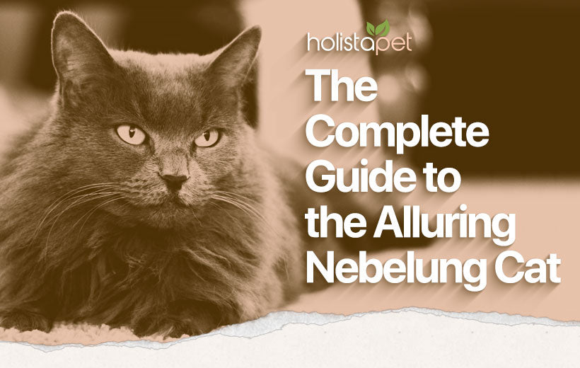 Nebelung Cat: A Bold & Beautiful Feline You WON'T Forget