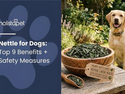 Nettle for Dogs: Top 9 Benefits + Safety Measures