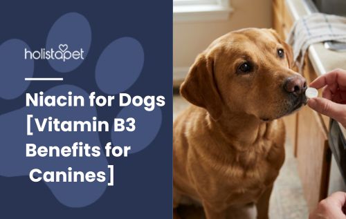 Niacin for Dogs [Vitamin B3 Benefits for Canines]
