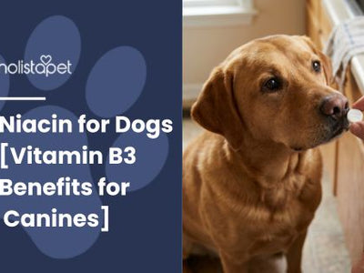 Niacin for Dogs [Vitamin B3 Benefits for Canines]