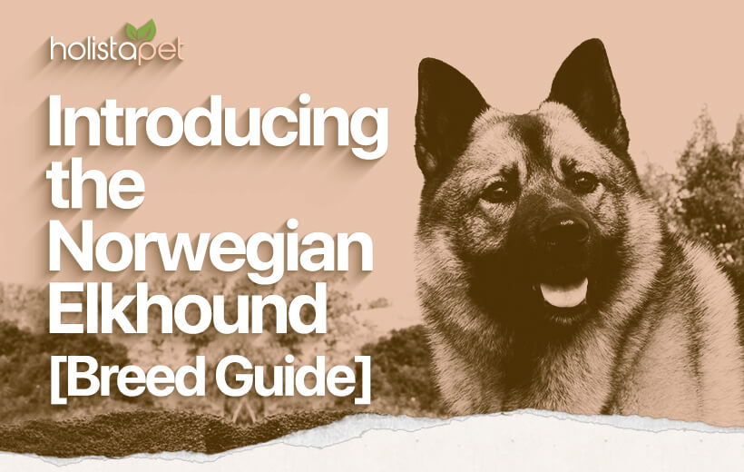 Norwegian Elkhound Dog Breed Temperament & Personality [Full Guide]