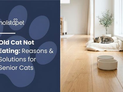 Old Cat Not Eating: Reasons & Solutions for Senior Cats