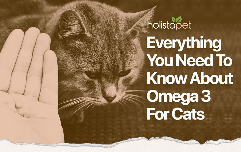 Omega-3 for Cats - 4 Ways To Give Your Feline This Essential Nutrient