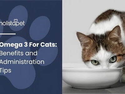 Omega 3 For Cats: Benefits and Administration Tips