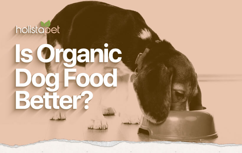 Organic Dog Food vs Non-Organic [In Depth Comparison]